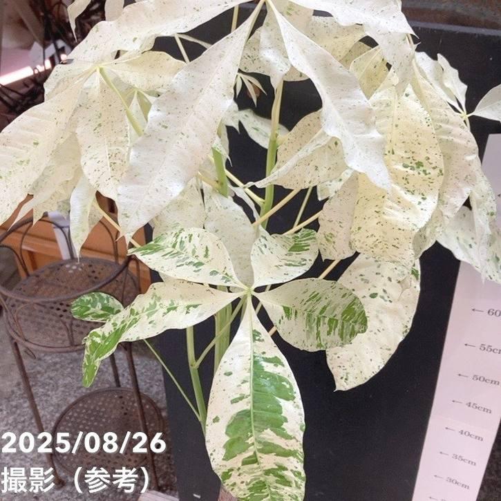 斑入りパキラ ミルキーウェイ 6号｜観葉04-PA : 赤塚植物園ヤフー店