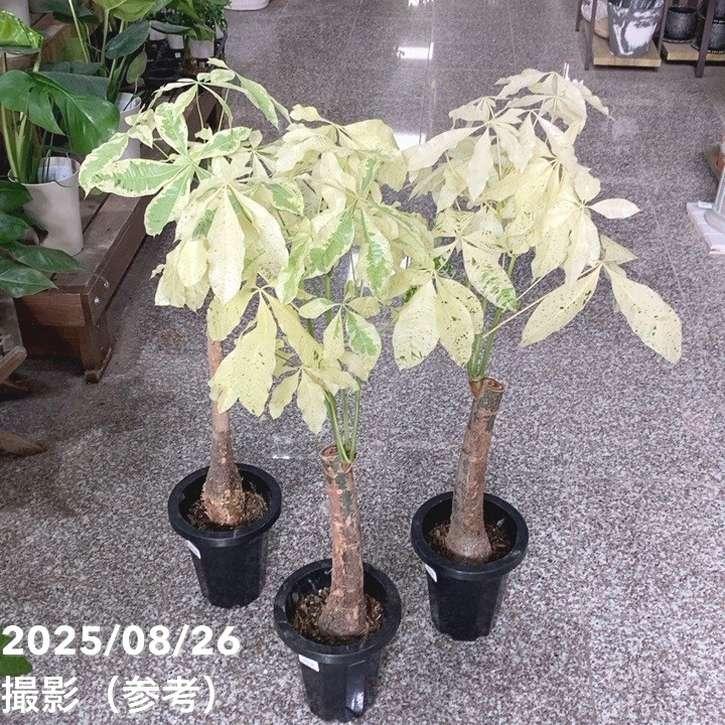 斑入りパキラ ミルキーウェイ 6号｜観葉04-PA : 赤塚植物園ヤフー店