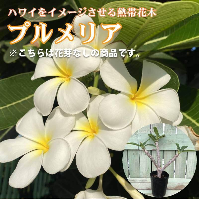 プルメリア オブツーサ シンガポールホワイト 3.5号 花芽なし｜花木04