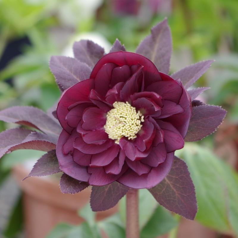 クリスマスローズ 伊勢みやび 3.5号 寒牡丹｜山野01-D1 : 赤塚植物園