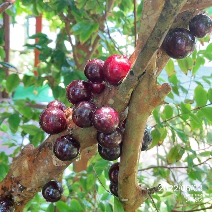 強健大玉 ジャボチカバ 5号 実生4年生苗｜果樹10-TU : 赤塚植物園
