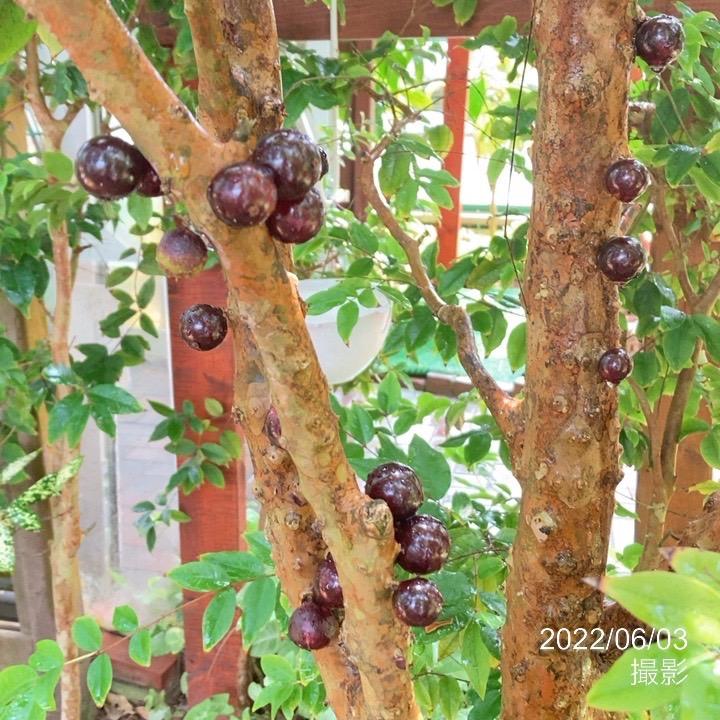 強健大玉 ジャボチカバ 5号 実生4年生苗｜果樹10-TU : 赤塚植物園