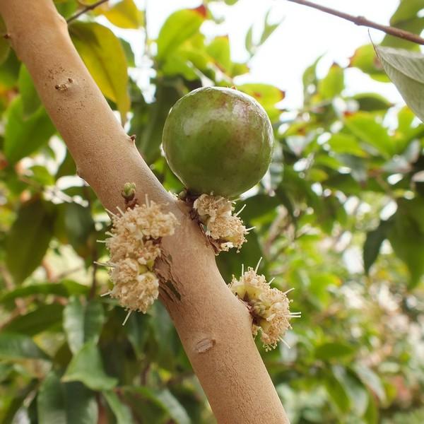 強健大玉 ジャボチカバ 5号 実生4年生苗｜果樹10-TU : 赤塚植物園