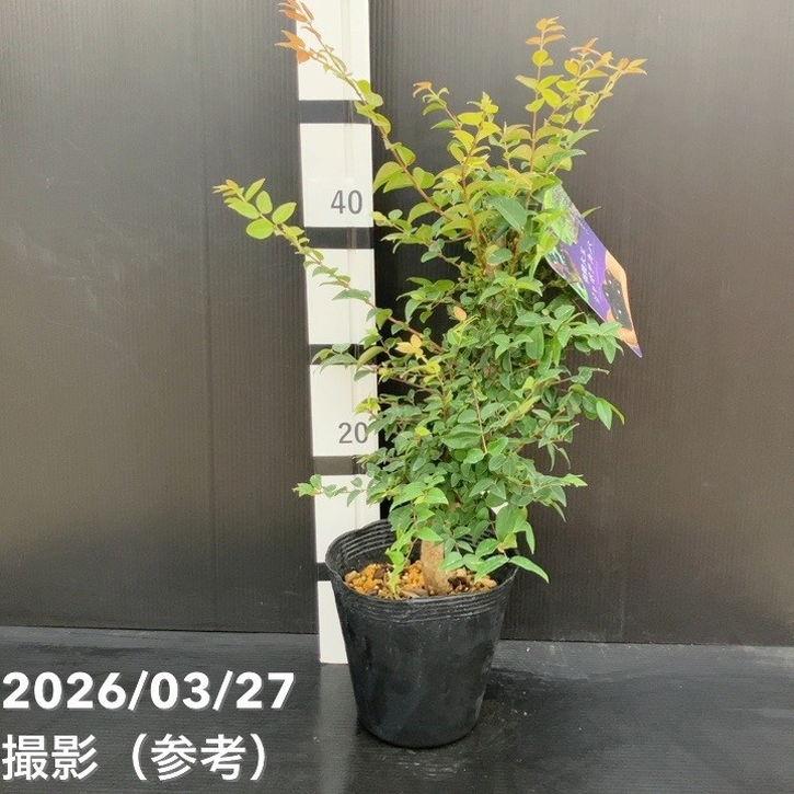 ジャボチカバ　大葉種　実付き ジャボチカバ 大葉種 実付き 【公式通販】