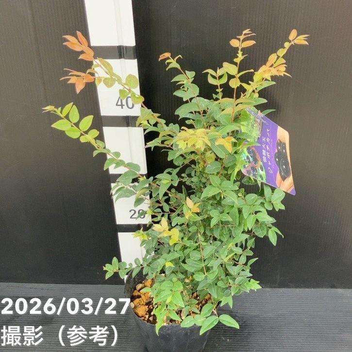 強健大玉 ジャボチカバ 5号 実生4年生苗｜果樹10-TU : 赤塚植物園