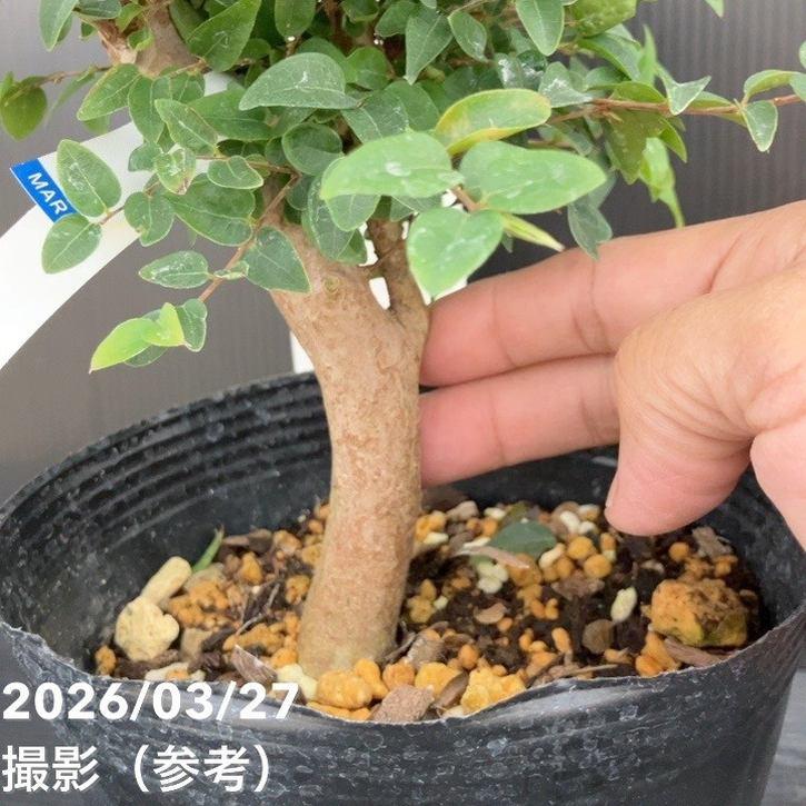 強健大玉 ジャボチカバ 5号 実生4年生苗｜果樹10-TU : 赤塚植物園