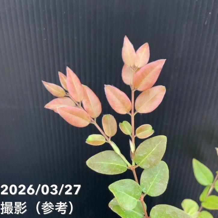 強健大玉 ジャボチカバ 5号 実生4年生苗｜果樹10-TU : 赤塚植物園
