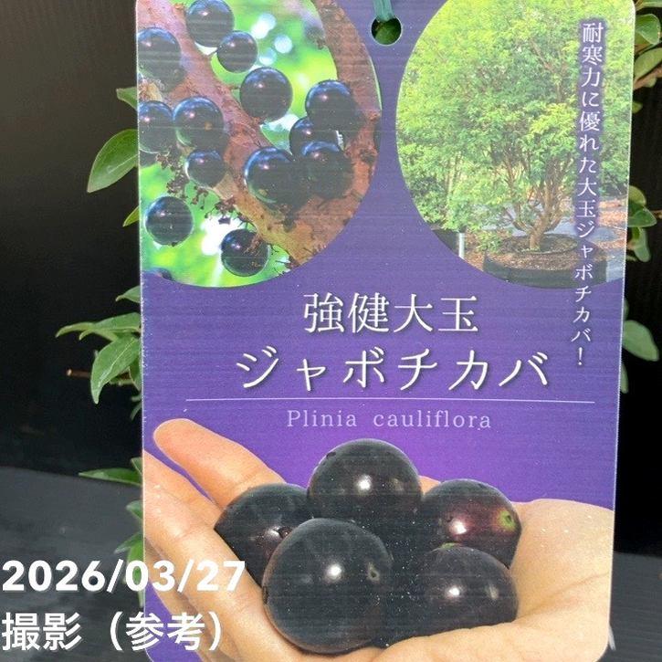 強健大玉 ジャボチカバ 5号 実生4年生苗｜果樹10-TU : 赤塚植物園