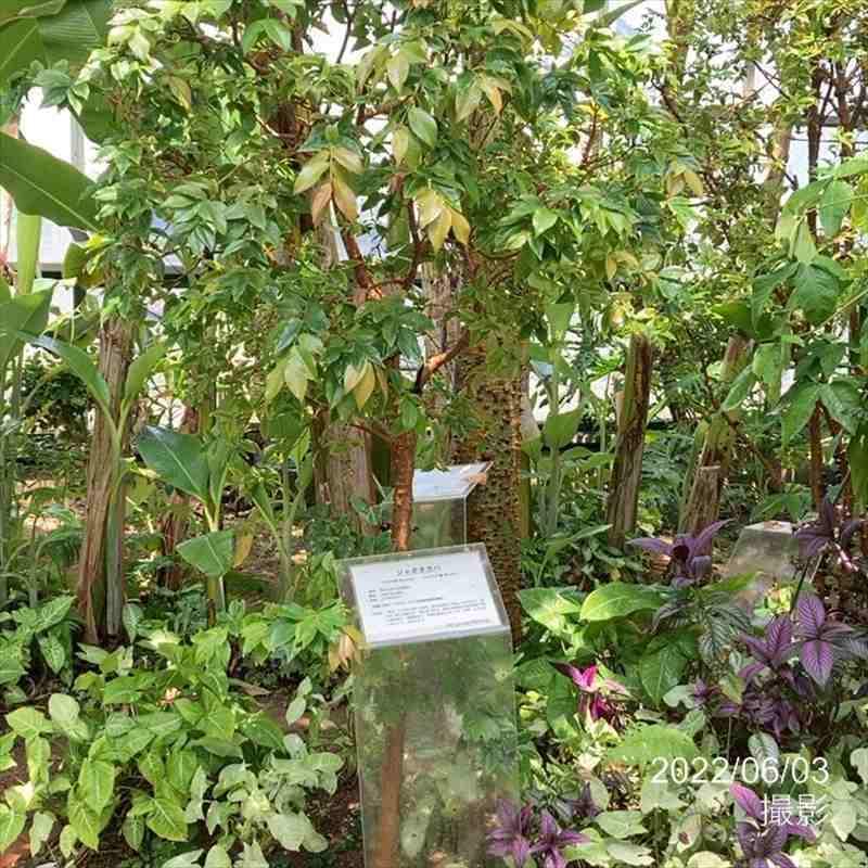 強健大玉 ジャボチカバ 5号 実生4年生苗｜果樹10-TU : 赤塚植物園