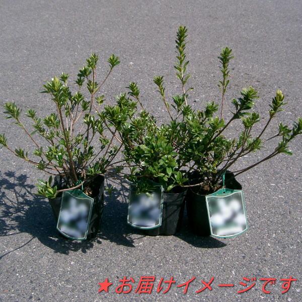 決算P5倍！8/2まで】サツキ 海ほたる 4号×3株セット｜花木10-AK : 赤塚