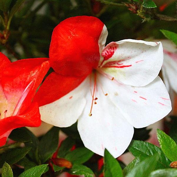 サツキ 海ほたる 4号×3株セット｜花木10-AK : 赤塚植物園ヤフー店