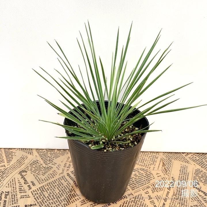 ユッカ リネアリフォリア (す) 現品】ユッカ・リネアリフォリア linearifolia 8号 E番 ユッカ・リネ