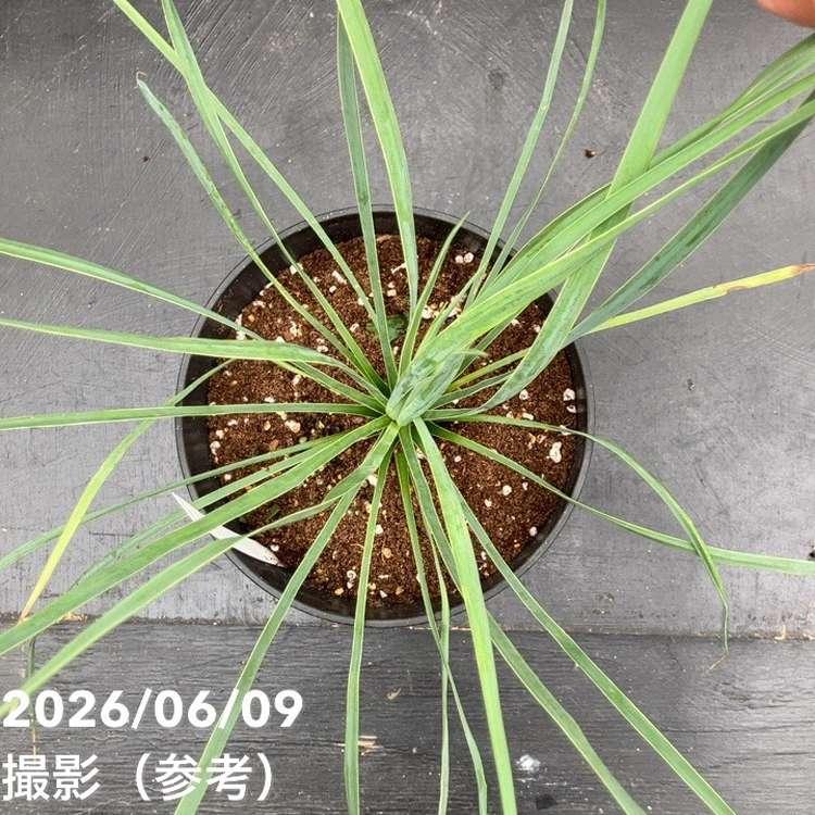 ユッカ 6号 ロストラータ サファイアスカイズ（Yucca rostrata