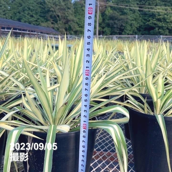 ユッカ ma-- ユッカ 6号 フィラメントーサ カラーガード（Yucca