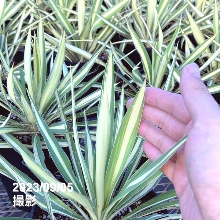 ゆっか様確認用 楽天市場】【送料無料】観葉植物 ユッカ カラーガード 観葉植物