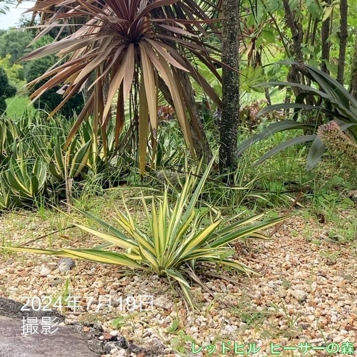 ゆっか様確認用 楽天市場】【送料無料】観葉植物 ユッカ カラーガード 観葉植物