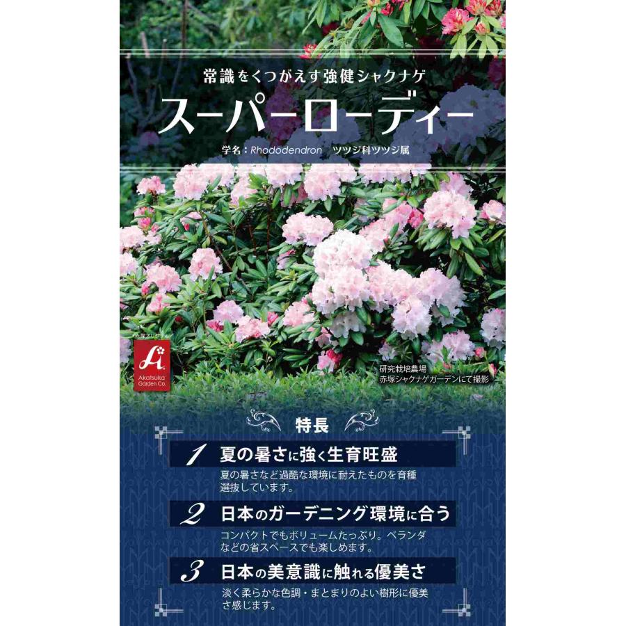 シャクナゲ スーパーローディー 3.5号 ピーチパイ ｜花木01-D1｜akatsukagarden｜02