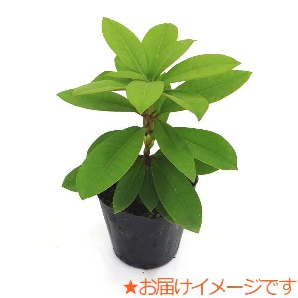 シャクナゲ スーパーローディー 3.5号 桃色吐息（モモイロトイキ