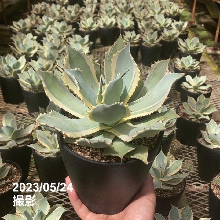 アガベ 5号 ポタトラム 雷神錦｜観葉01-D1 : 赤塚植物園ヤフー店