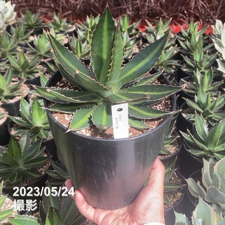 アガベ AGB33 アガベ 6号 ローファンサ｜観葉01-D1 : 赤塚植物園ヤフー店 - 通販
