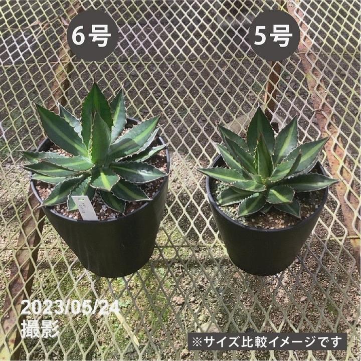 アガベ 6号 ローファンサ｜観葉01-D1 : 赤塚植物園ヤフー店 - 通販
