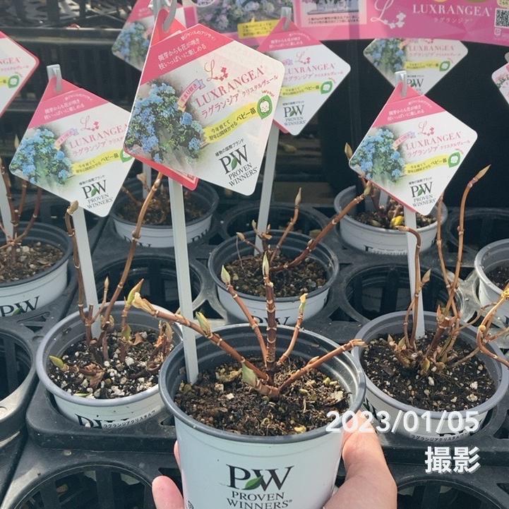 アジサイ ラグランジア クリスタルヴェール 3 5号 Pw Proven Winners 赤塚植物園ヤフー店 通販 Yahoo ショッピング