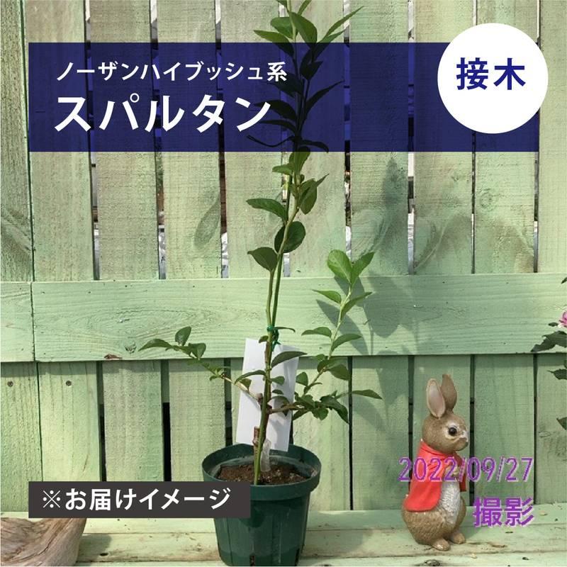 ブルーベリー ノーザンハイブッシュ系 スパルタン（接木苗）4.5