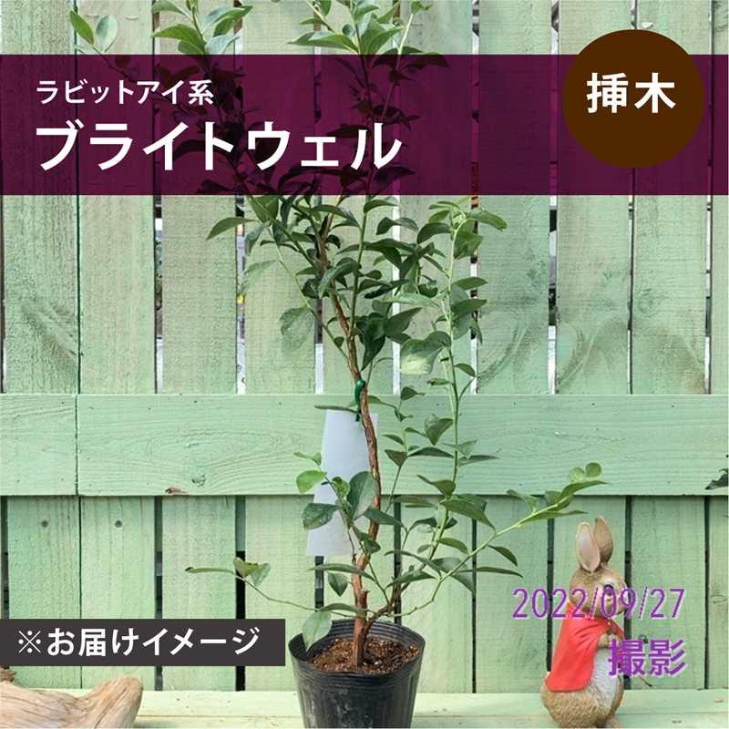 ブルーベリー ラビットアイ系 ブライトウェル 4.5〜5号｜果樹10-TU（Yahoo!・赤塚植物園ヤフー店）