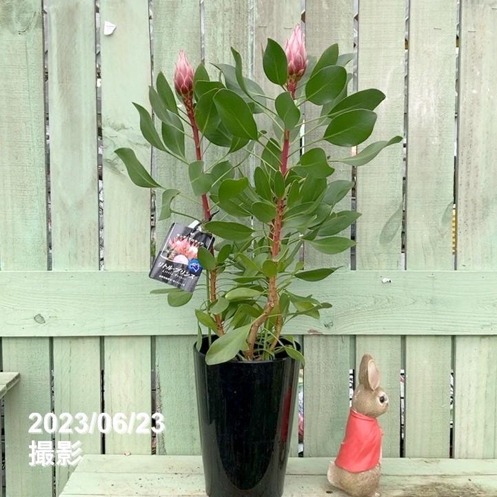 キングプロテア リトルプリンス 6号 常緑樹 ネイディブプランツ 切花