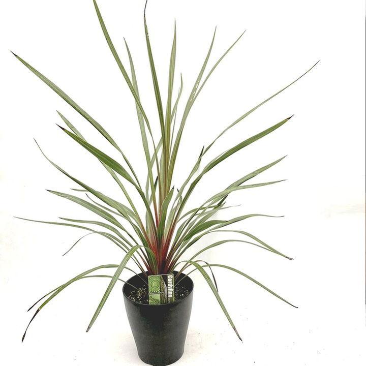 コルジリネ 6号 オーストラリス サンダンス｜観葉01-D1 : 赤塚植物園