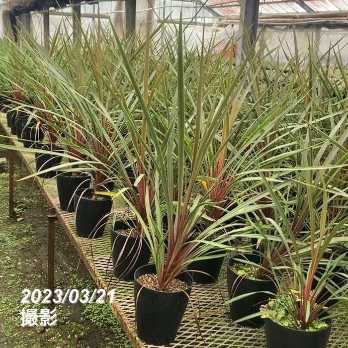 コルジリネ 6号 オーストラリス サンダンス｜観葉01-D1 : 赤塚植物園