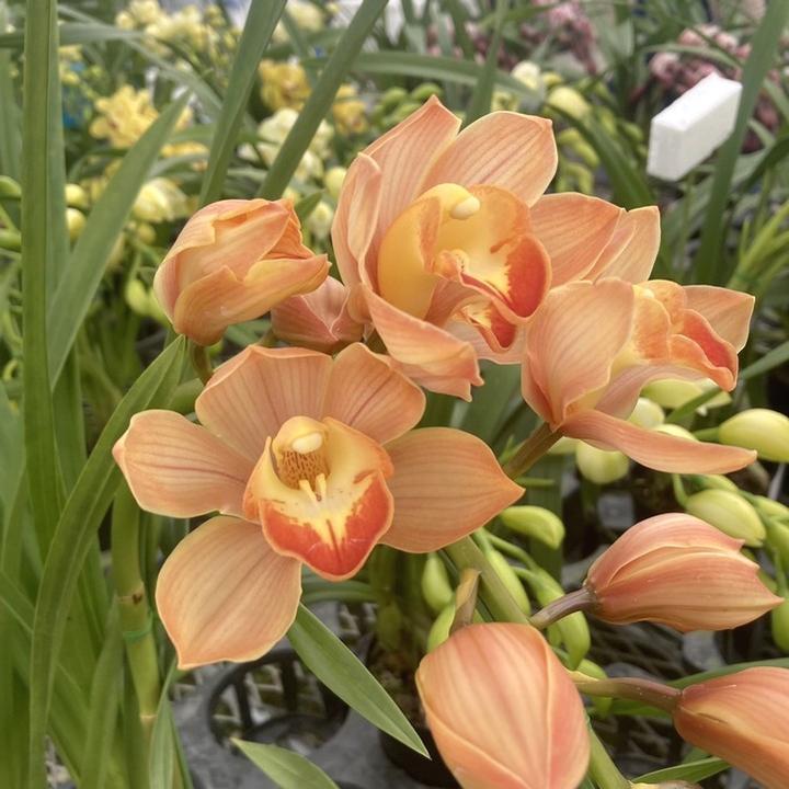 シンビジューム 月と太陽 アーチ5本立ち おすすめ ボリューム抜群です