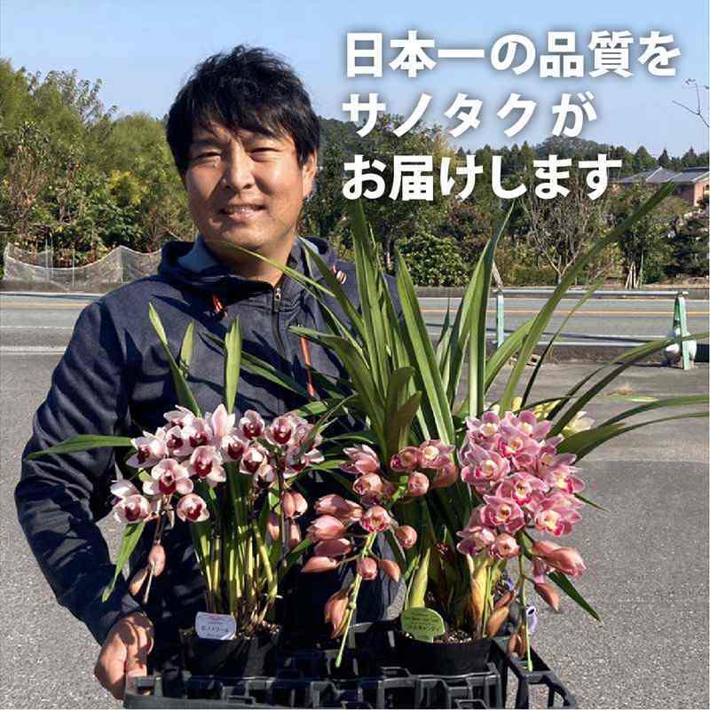 テーブルシンビジューム オレンジ系 2本立アーチ ミルクティー 5号 ※お