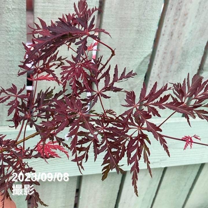 春秋に紅葉！枝垂れモミジ ガーネット 4号｜花木04-PA : 赤塚