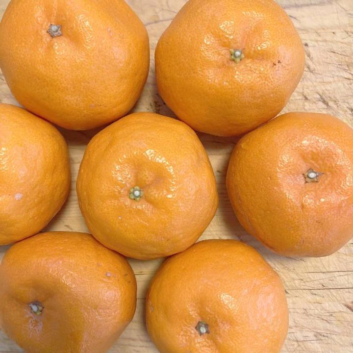 ぽんかんページ お歳暮に 日南海岸 ぽんかん5kg 36玉 Mサイズ 宮崎県日南市より