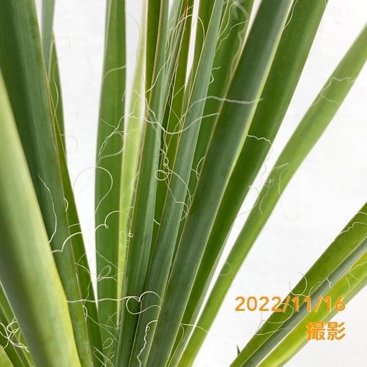 決算P10倍！8/2まで】ユッカ 7号 フィラメントーサ（Yucca flamentosa