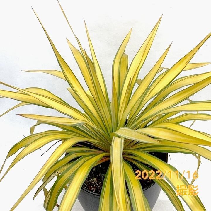 ユッカ 8号 黄中斑（品種不明）｜花木01-D1 : 赤塚植物園ヤフー店 - 通販 - Yahoo!ショッピング