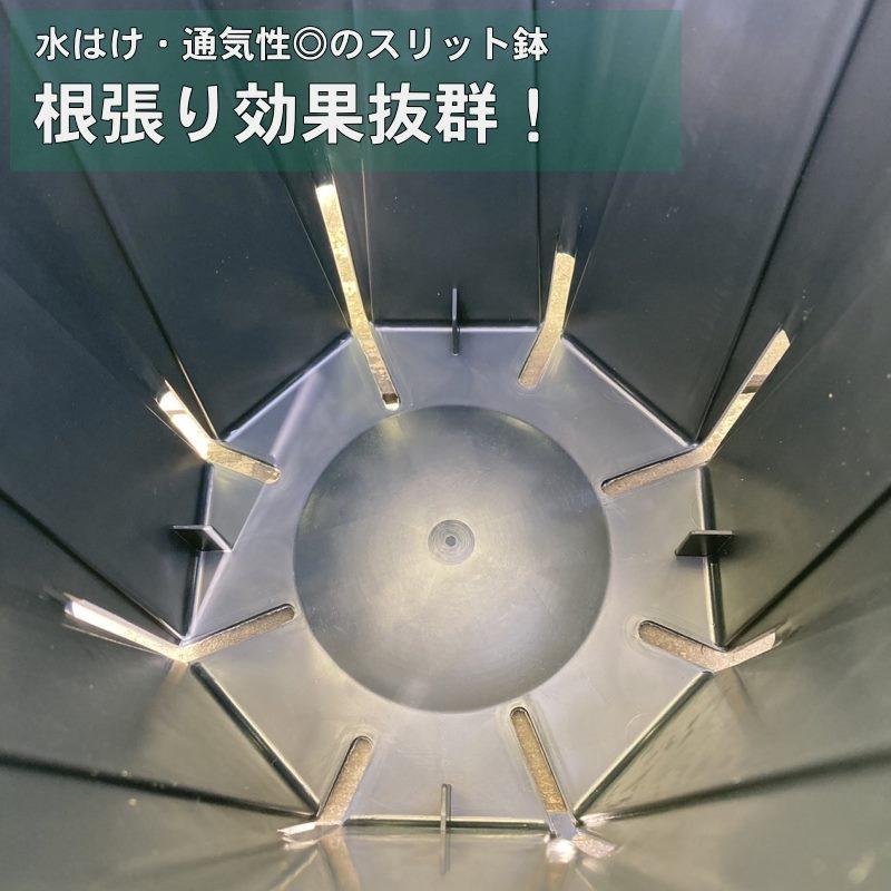 バラ大苗 ピルエット 7号 ロサ・オリエンティス ｜花木04-PA｜akatsukagarden｜05