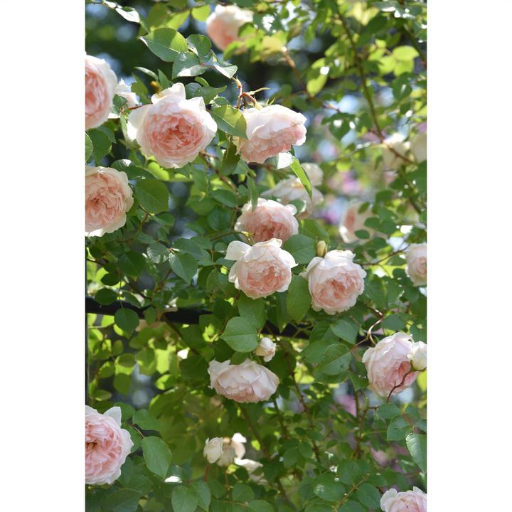 バラ大苗 フランシス・バーネット 7号 ロサ・オリエンティス｜花木04