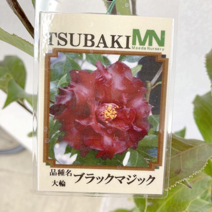 椿 ツバキ 4号 ブラックマジック［こだわりの前田ナーセリー苗］｜花木