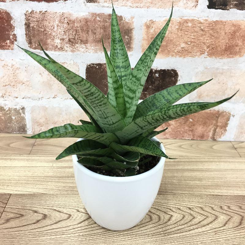 サンスベリア　ハイブリット　ホーリー　陶器鉢　植え込み発送 サンスベリア 3.5号 ハイブリッド 'ホーリ' 生産鉢仕様｜観葉02-D2 サンスベリア