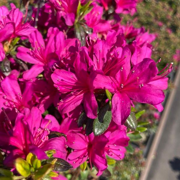 ツツジ 久留米ツツジ 裾濃の糸 4号×3株セット｜花木10-AK : 赤塚植物園ヤフー店 - 通販 - Yahoo!ショッピング
