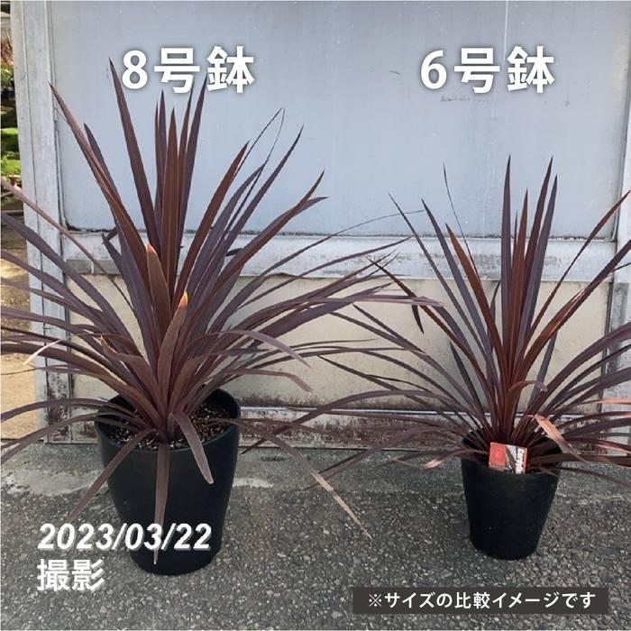 数量限定】コルジリネ 8号 オーストラリス レッドスター｜観葉01-D1