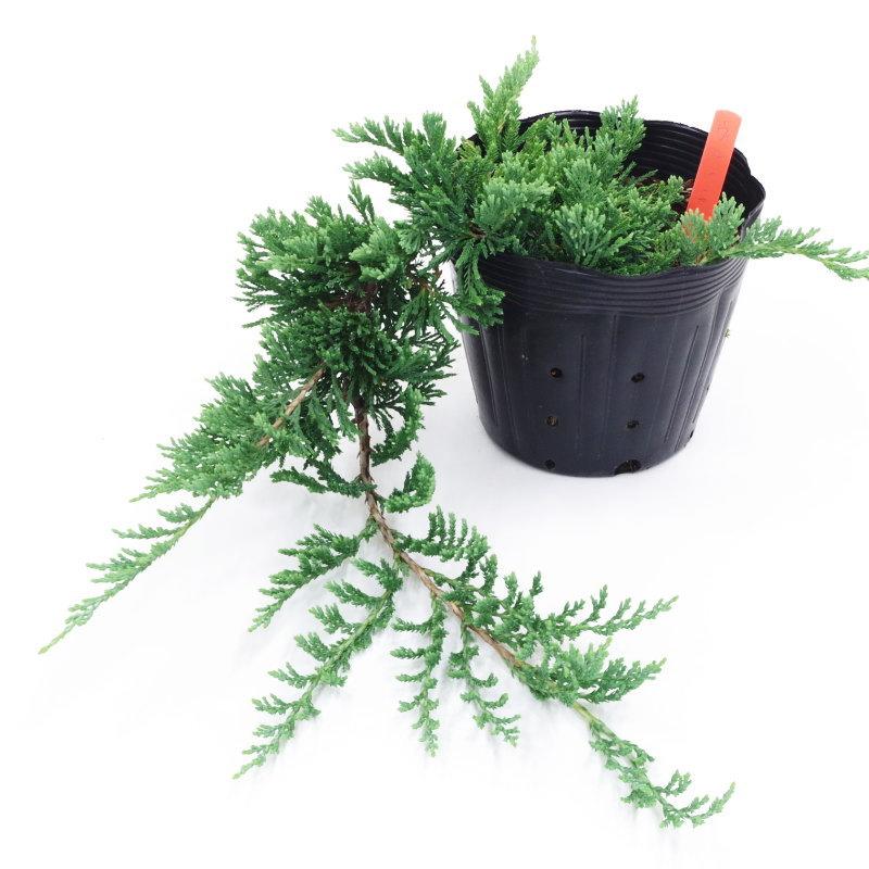 常緑・這性（はいせい）コニファー ウィルトニー 5号 ※お届けに10日