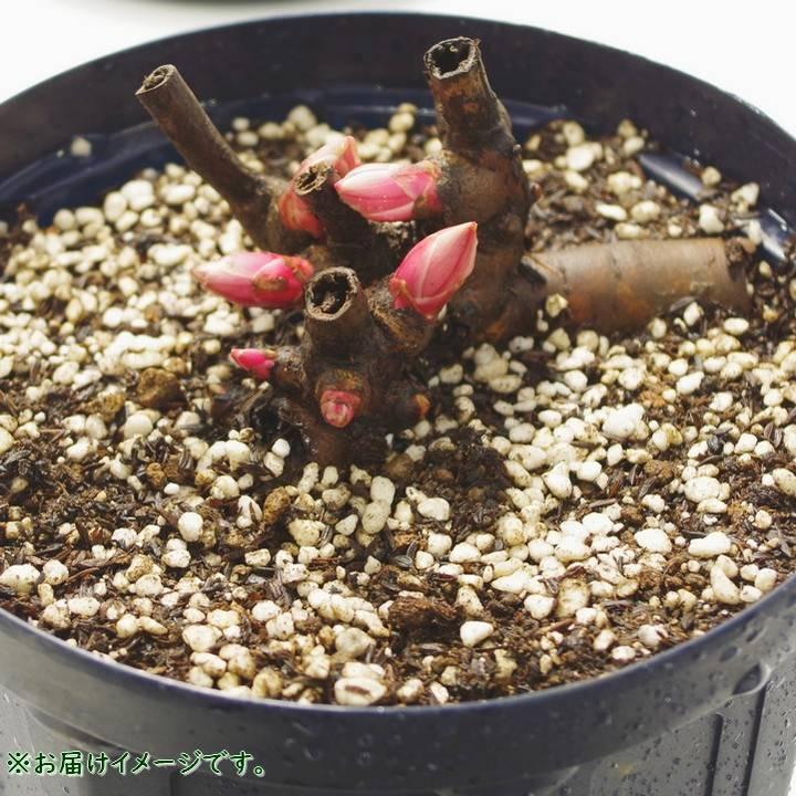 芍薬 シャクヤク 7号 ピンクジャイアント｜草花04-PA : 赤塚植物園