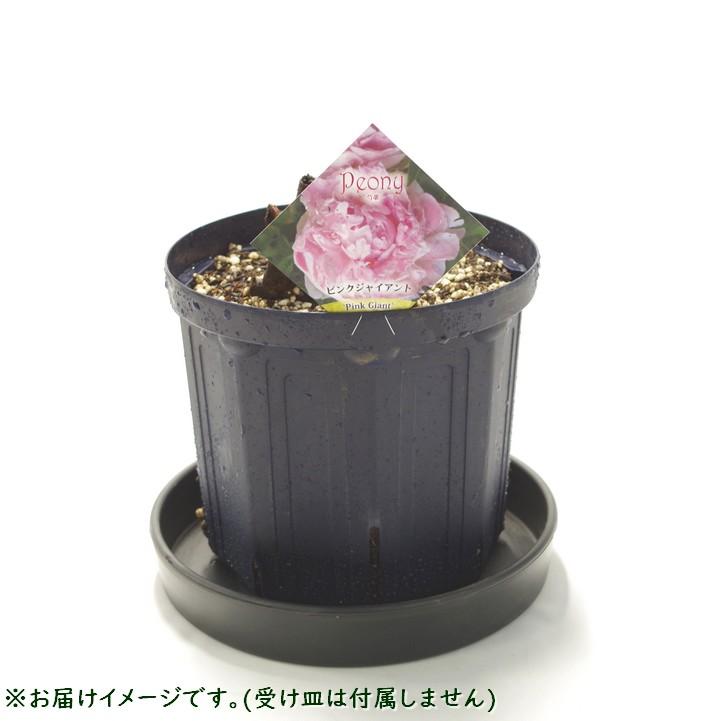 芍薬 シャクヤク 7号 ピンクジャイアント｜草花04-PA : 赤塚植物園