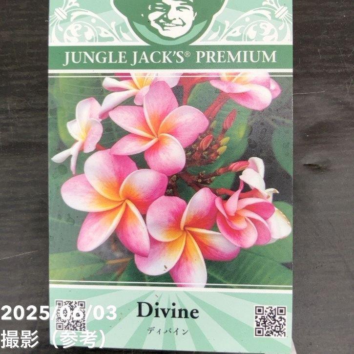 プルメリア ディバイン（Divine）5号｜鉢花10-TU : 赤塚植物園ヤフー店 