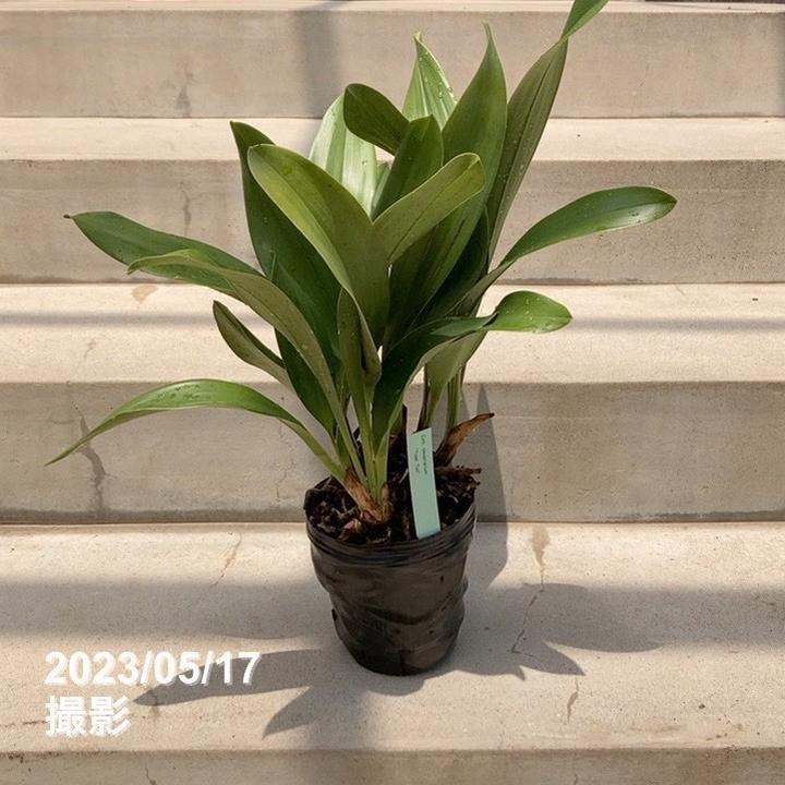 決算P10倍！8/2まで】【お買い得】＜花芽なし株＞デボニアナム 4号 