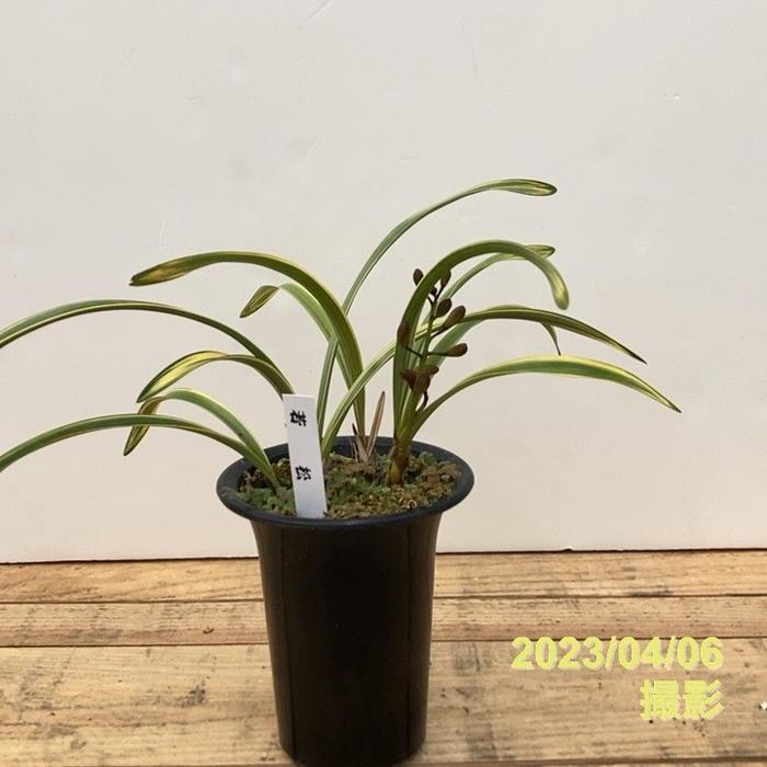 まもなく開花〜開花 花芽1個＞キンリョウヘン 4号（若松）｜ミツバチ蘭