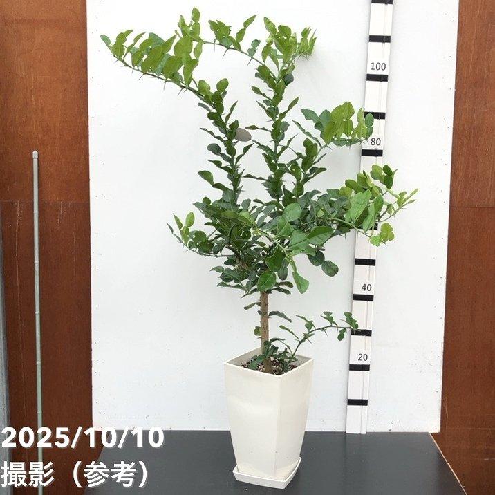 コブミカン（バイマックルー）7号｜s200｜果樹10-TU : 赤塚植物園